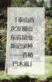 泰山首次发现山东省昆虫新记录种——香椿巴木虱